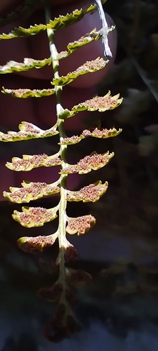 Dagestanian spleenwort (Asplenium daghestanicum)