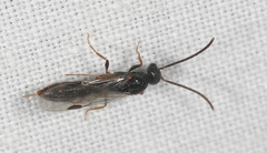 Stigmatomma pallipes