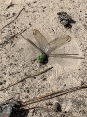 Erythemis vesiculosa