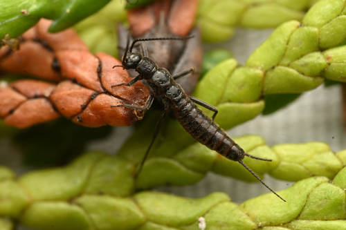 Redwood Snowfly