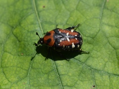 Gametis versicolor