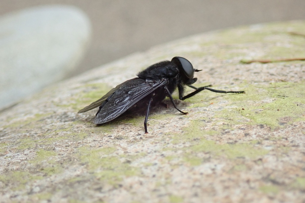 Tabanus aegrotus