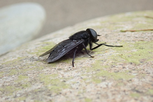 Tabanus aegrotus