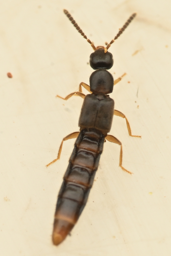 Gyronycha