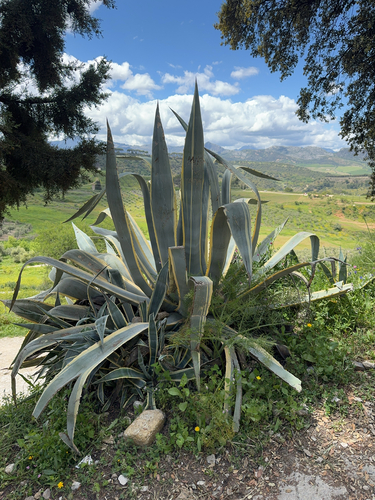 Avistamiento Pita (Agave americana)