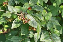 Cotoneaster rehderi