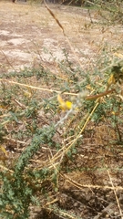 Adenocarpus complicatus