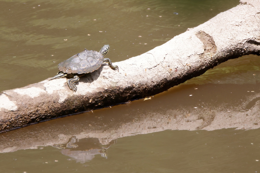 Ringed Map Turtle in April 2025 by Lauren McLaurin · iNaturalist