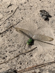 Erythemis vesiculosa