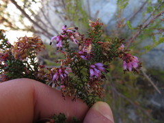 Erica glabella
