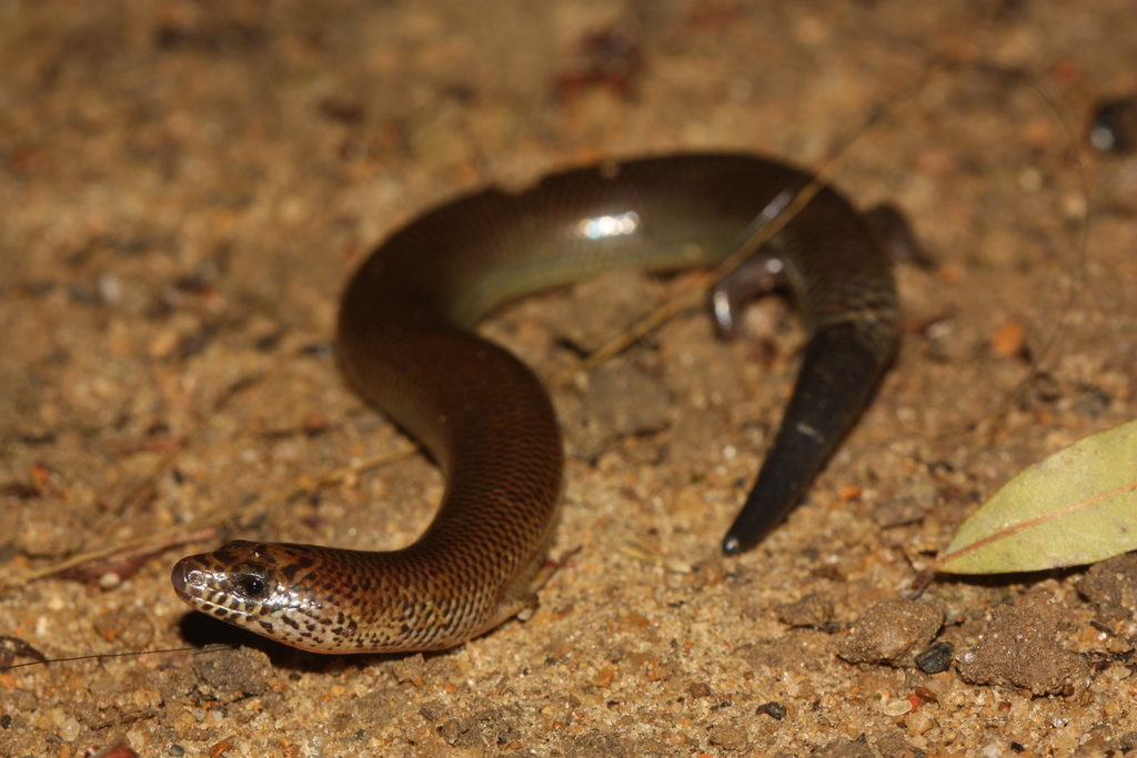 Angel's Writhing Skink