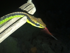 Dendrelaphis formosus