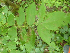 Fraxinus nigra image