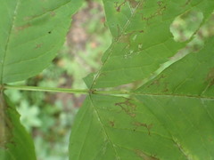 Fraxinus nigra image