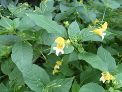 Impatiens edgeworthii