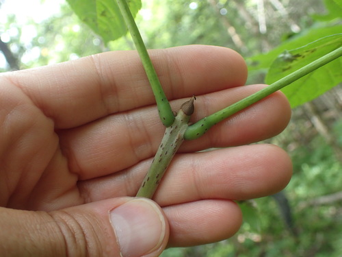 Fraxinus nigra image