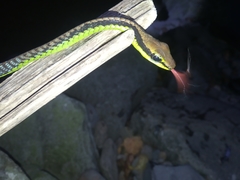 Dendrelaphis formosus