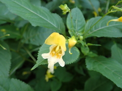 Impatiens edgeworthii