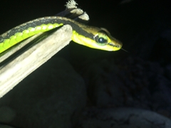 Dendrelaphis formosus