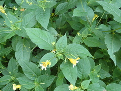 Impatiens edgeworthii
