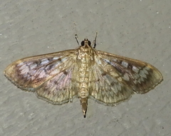 Herpetogramma thestealis