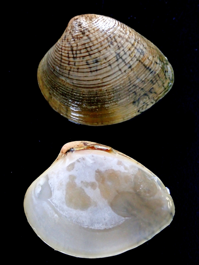 Marcia japonica