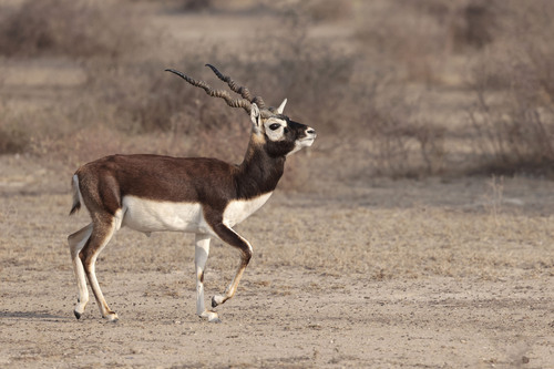Blackbuck