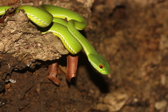Trimeresurus rubeus