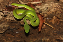 Trimeresurus rubeus