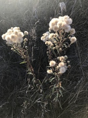 Erigeron acris podolicus