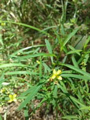 Ludwigia linearis