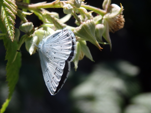 Photo of Holly Blue (Celastrina argiolus)