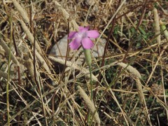 Dianthus longicaulis