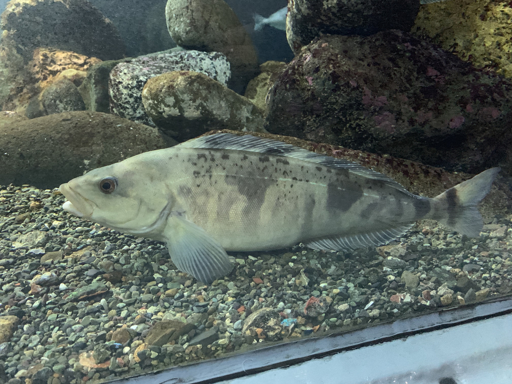 Okhostk Atka Mackerel