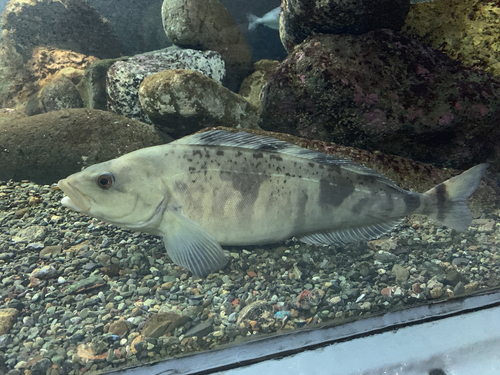 Okhotsk Atka Mackerel