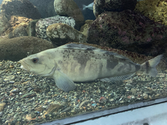 Okhostk Atka Mackerel photo 1