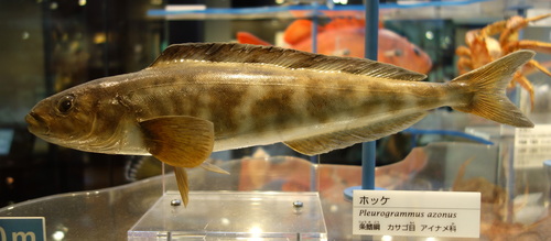 Okhotsk Atka Mackerel