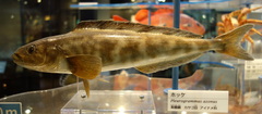 Okhostk Atka Mackerel photo 5