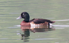 Baer's Pochard photo 4