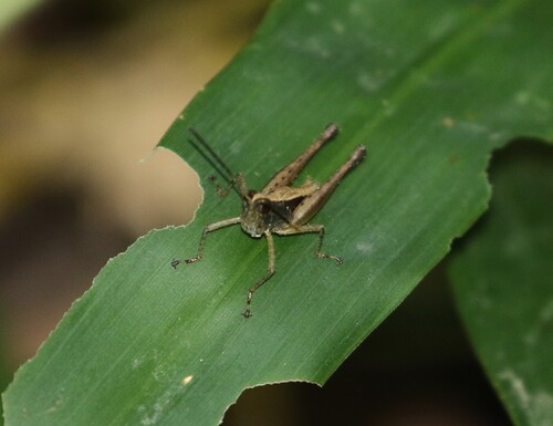 Silvitettix biolleyi