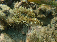 Heteractis aurora