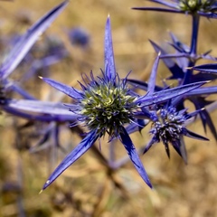 Eryngium amethystinum