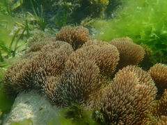 Stichodactyla gigantea