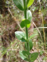 Hypericum setosum