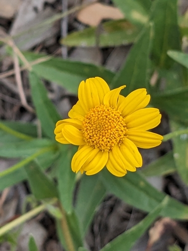 rock daisy (Apowollastonia spilanthoides)