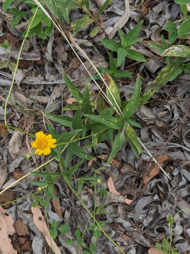 Apowollastonia spilanthoides, photograph 6