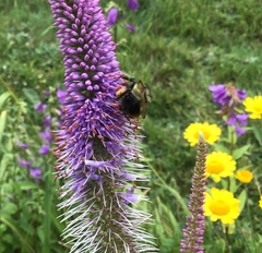 Bombus vagans bolsteri
