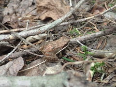 Lithobates sylvaticus image