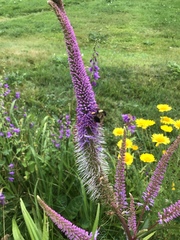 Bombus vagans bolsteri