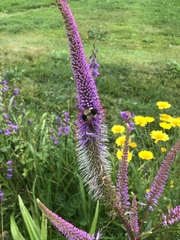 Bombus vagans bolsteri